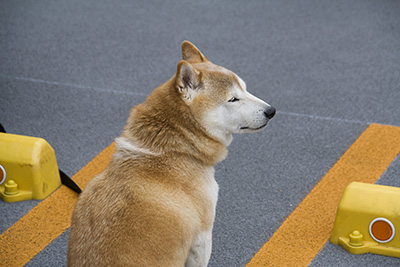 プロフォトの柴犬写真１