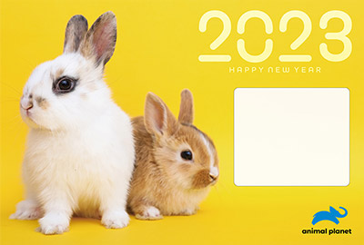 ウサギの写真入り令和5年無料テンプレート１